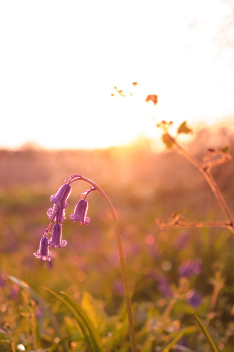 Spring Flower Photography Competition - Chelsea Physic Garden