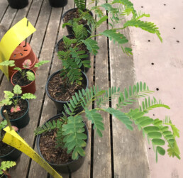 Four Tamarind seedlings in small black pots on a wooden bench.