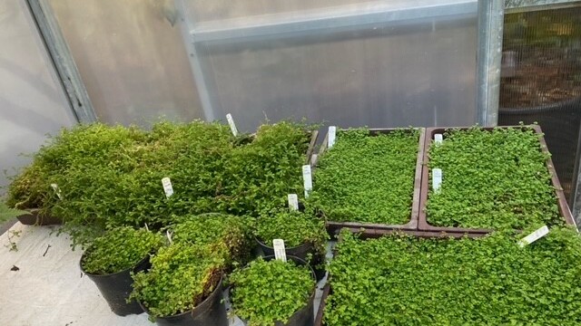 Small ferns on a table inside a polytunnel.