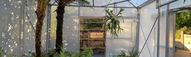 Ferns inside a polytunnel.
