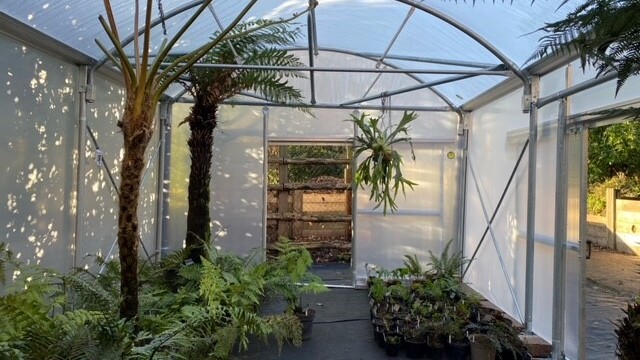 Ferns inside a polytunnel.