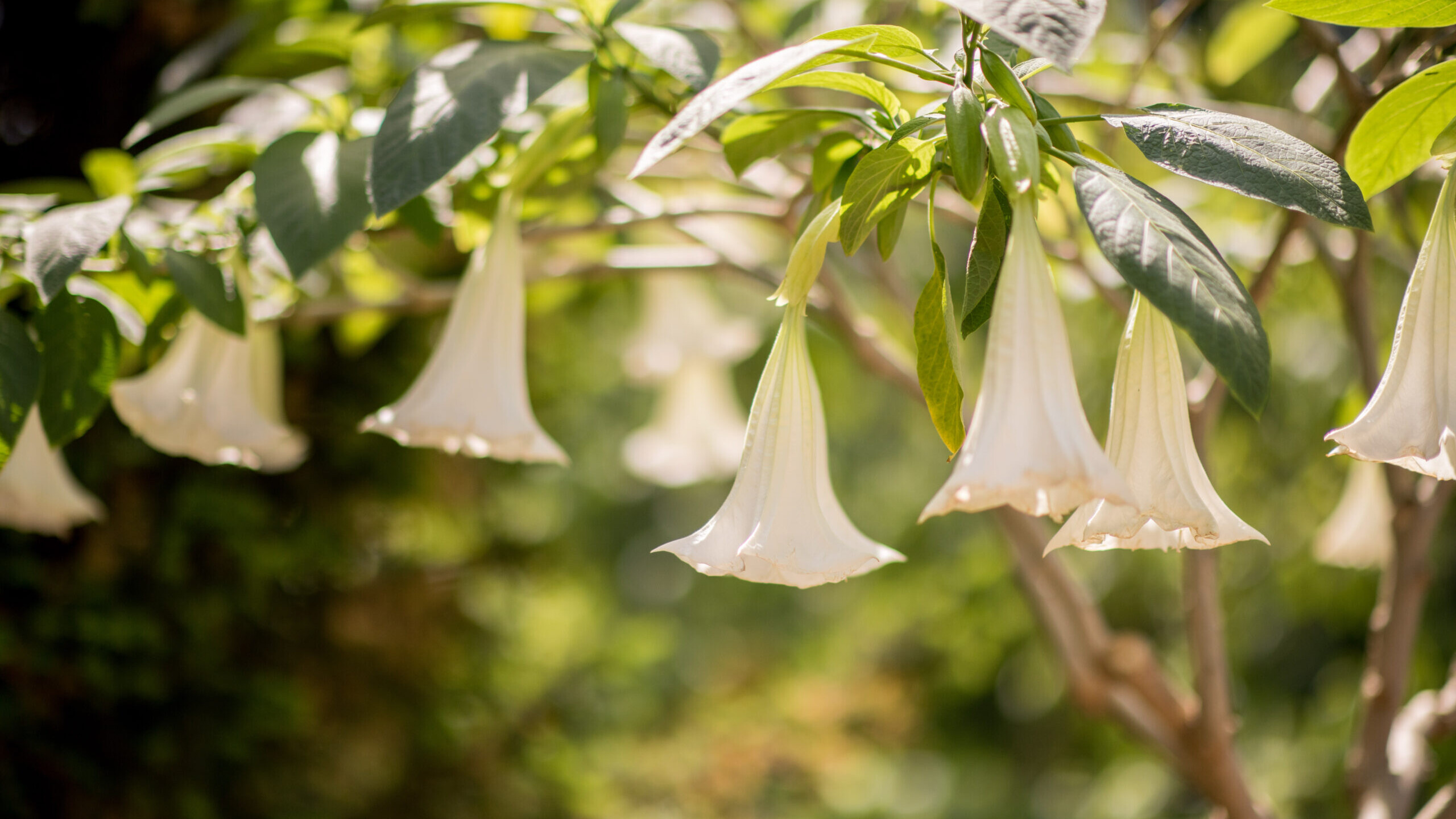 Green Branches with white flowers suspended from the top