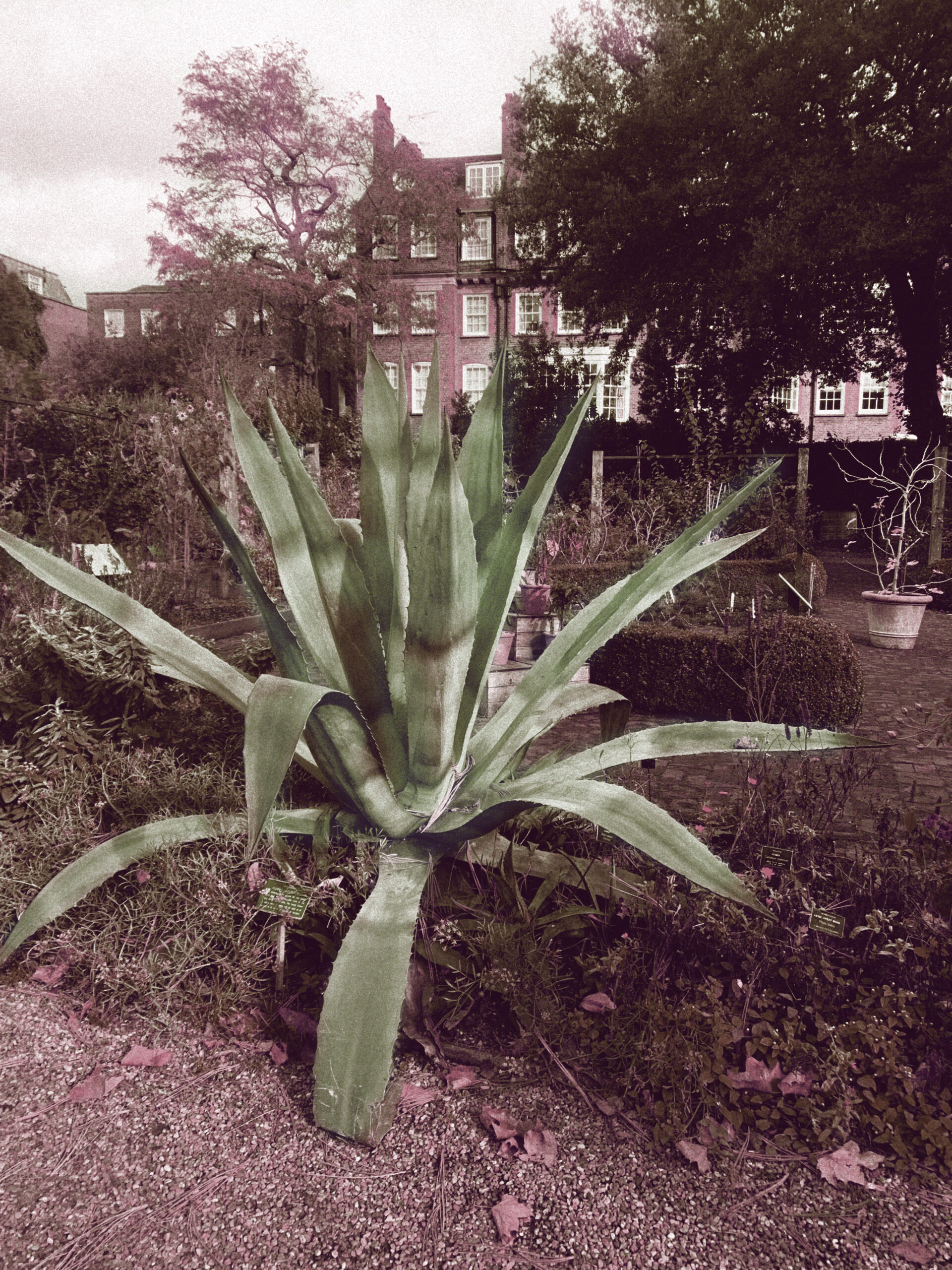 Agave americana Chelsea Physic Garden