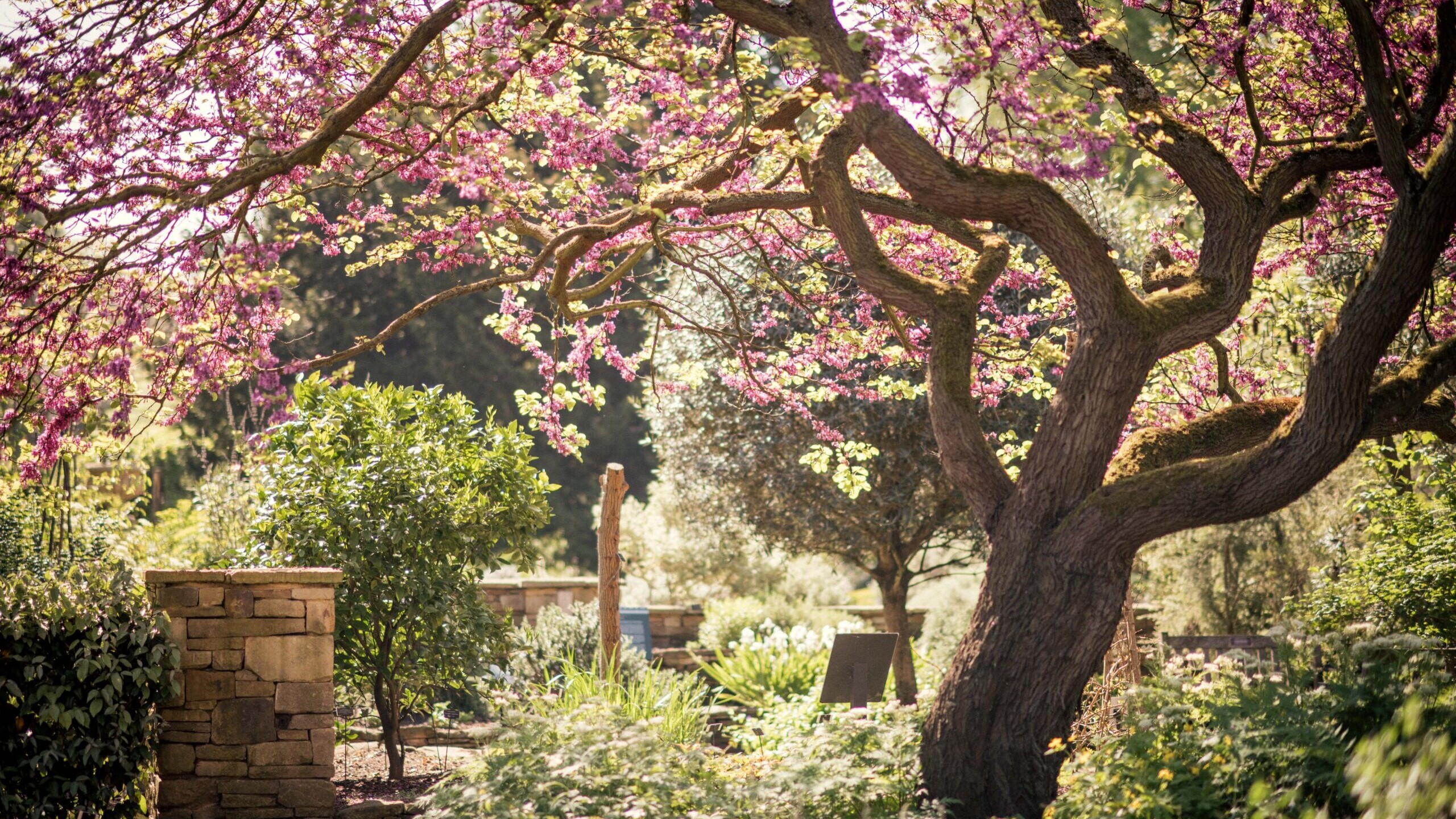 a pretty photo of a large gnarly tree with pink blossoms and many different shades of green all around it