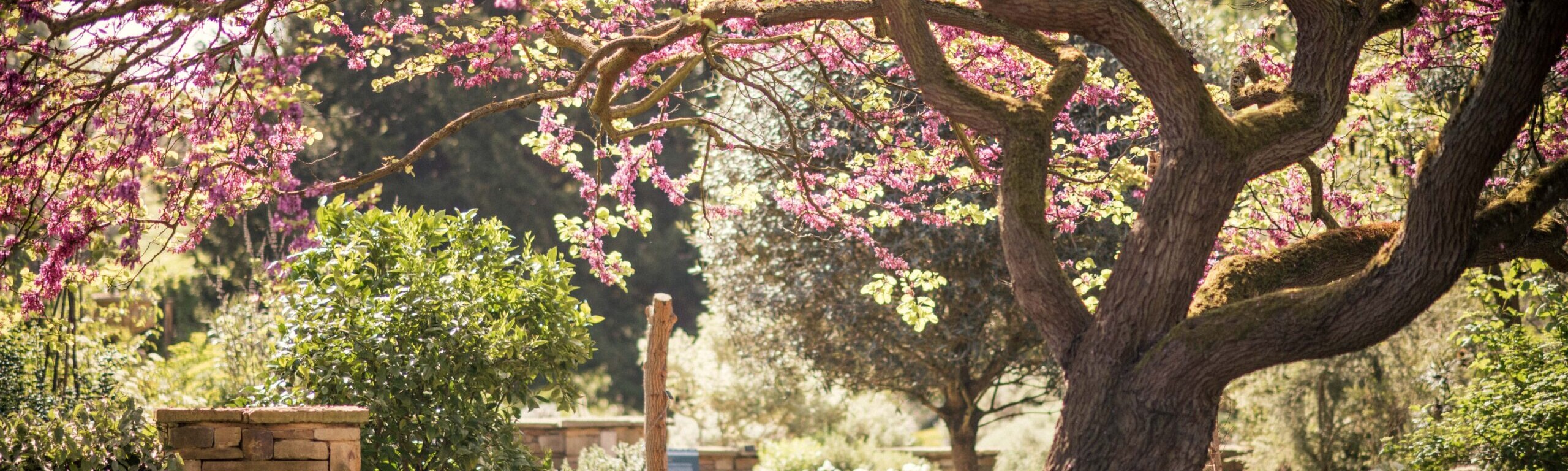 a pretty photo of a large gnarly tree with pink blossoms and many different shades of green all around it