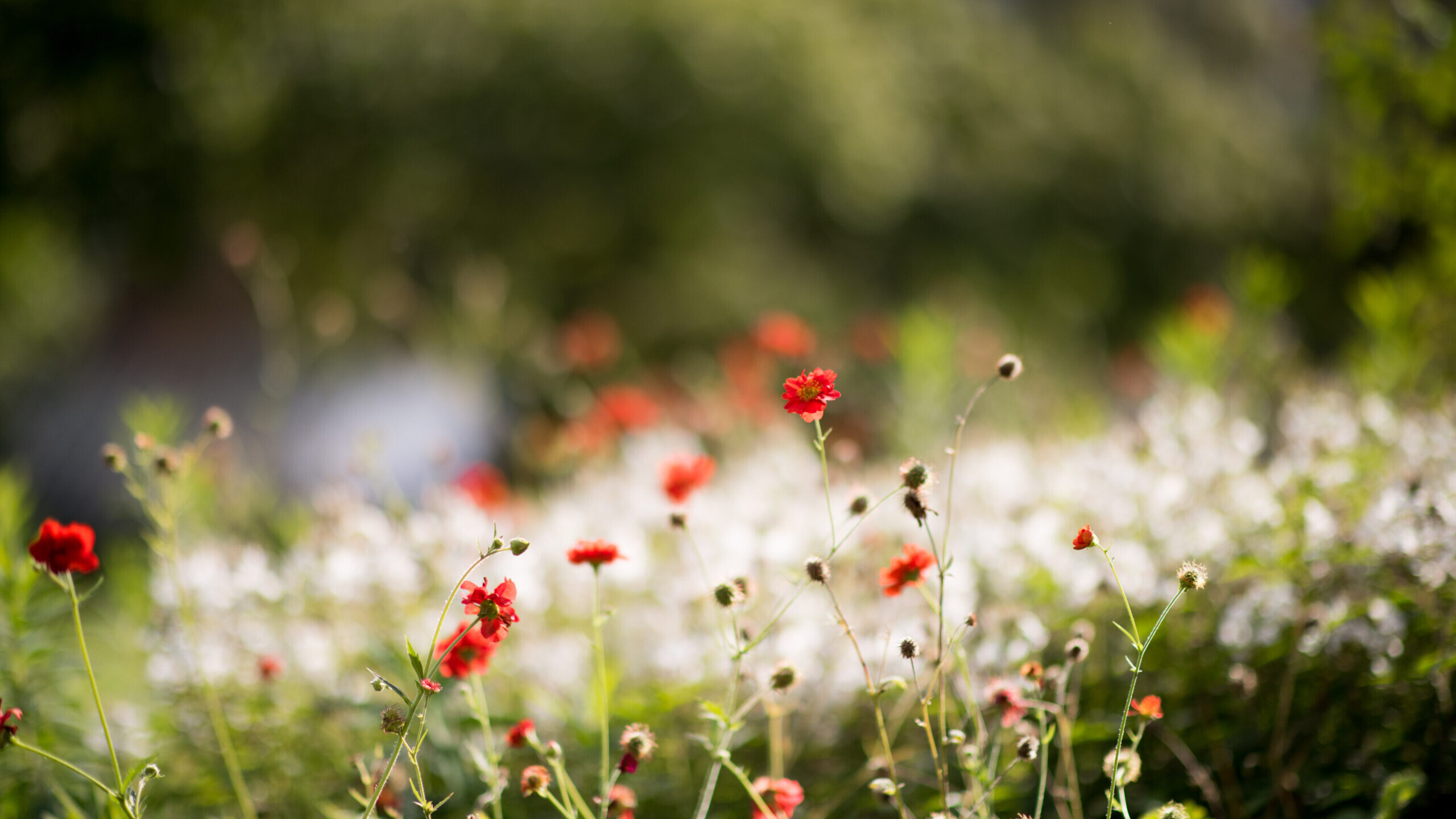 Poppies in bloom with some white flowers in the blurred background